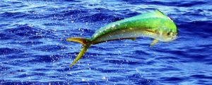 Grand Cayman Fishing